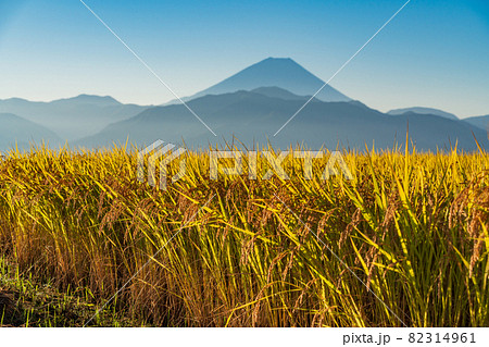 （山梨県南アルプス市）稲刈りが始まった、中野の棚田　後方に富士山 82314961