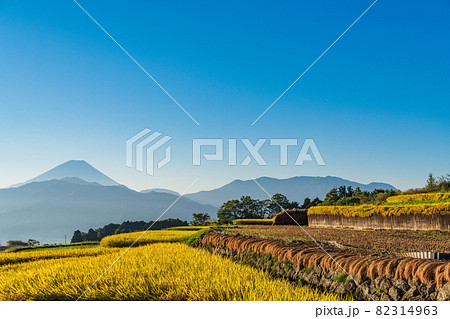 （山梨県南アルプス市）稲刈りが始まった、中野の棚田　後方に富士山 82314963