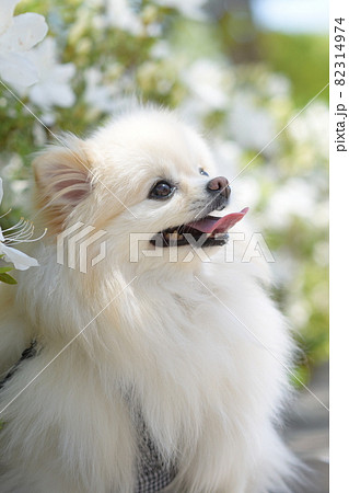 笑顔が可愛い白いポメラニアン 82314974