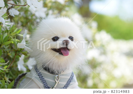 笑顔が可愛い白いポメラニアン 笑顔が可愛い白いポメラニアン 82314983