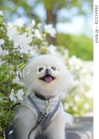 笑顔が可愛い白いポメラニアンとお花 82314992