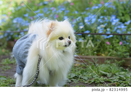 可愛い白いポメラニアン 82314995