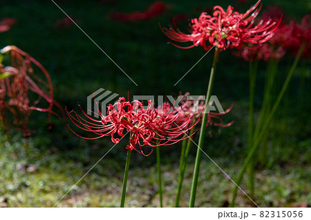 紅蓮華　彼岸の花 82315056