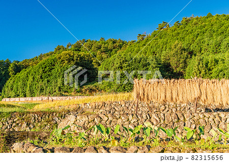 （山梨県南アルプス市）中野の棚田　稲の天日干し 82315656