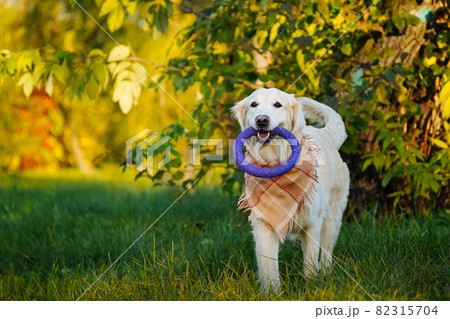 Adult and happy golden retriever in checkered bandana or scarf carries purple soft ring toy in his teeth against the background of an autumn park flooded with golden sunlight. Loyal and kind dog breed Adult and happy golden retriever in checkered bandana or scarf carries purple soft ring toy in his teeth against the background of an autumn park flooded with golden sunlight. Loyal and kind dog breed 82315704