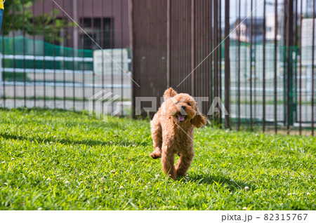 ドッグランで遊ぶトイプードル ドッグランで遊ぶトイプードル 82315767