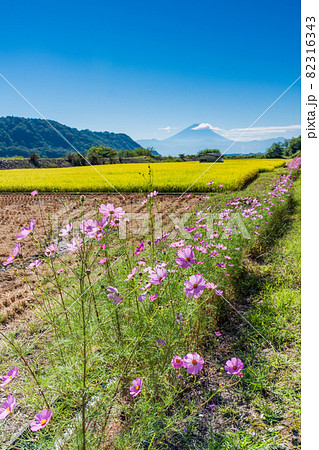 (山梨県)黄金色の稲と畔のコスモス 富士山遠望 (山梨県)黄金色の稲と畔のコスモス 富士山遠望 82316343