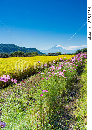 (山梨県)黄金色の稲と畔のコスモス 富士山遠望 (山梨県)黄金色の稲と畔のコスモス 富士山遠望 82316344