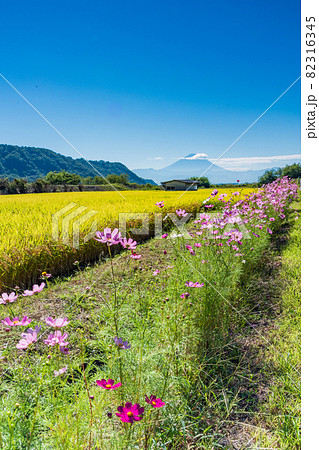（山梨県）黄金色の稲と畔のコスモス　富士山遠望 82316345