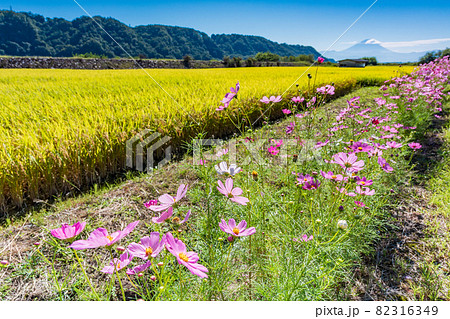(山梨県)黄金色の稲と畔のコスモス 富士山遠望 (山梨県)黄金色の稲と畔のコスモス 富士山遠望 82316349