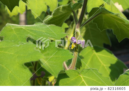 フォックスフェイスの紫色花【緑背景】 フォックスフェイスの紫色花【緑背景】 82316605