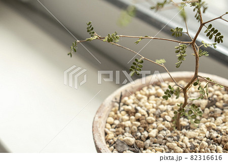 【ミクロフィラ】窓際に置いて育てる観葉植物 【ミクロフィラ】窓際に置いて育てる観葉植物 82316616