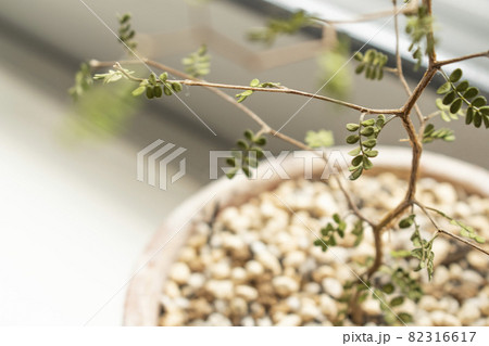 【ミクロフィラ】窓際に置いて育てる観葉植物 【ミクロフィラ】窓際に置いて育てる観葉植物 82316617