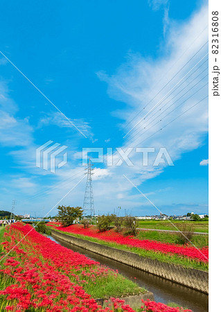 逢妻女川、満開の彼岸花〈愛知県豊田市〉 82316808