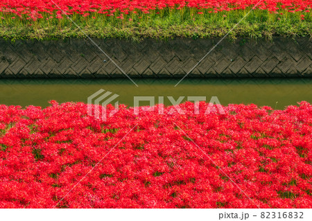 逢妻女川、満開の彼岸花〈愛知県豊田市〉 82316832