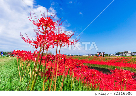 逢妻女川、満開の彼岸花〈愛知県豊田市〉 82316906