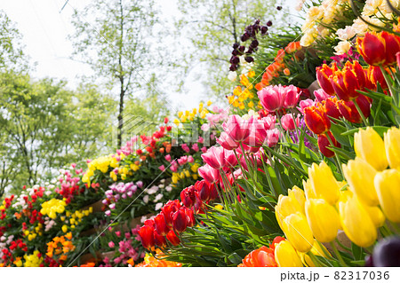 様々な色を飾るチューリップ 様々な色を飾るチューリップ 82317036