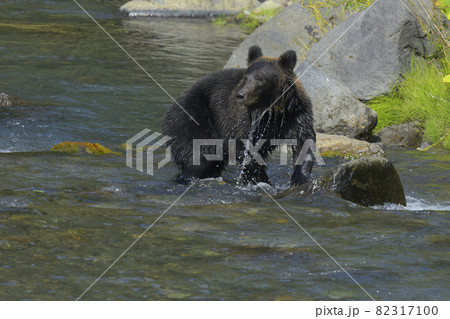 ヒグマ ヒグマ 82317100