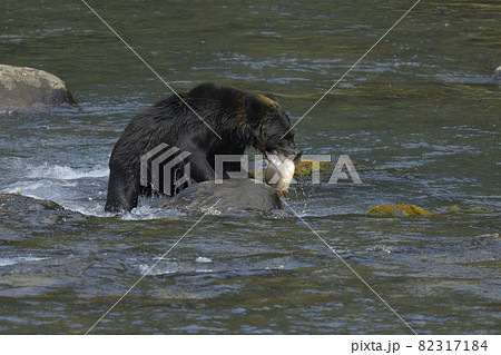 ヒグマ ヒグマ 82317184