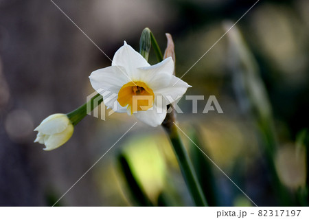 三鷹中原に咲く白いスイセン(ラッパスイセン)の花 三鷹中原に咲く白いスイセン(ラッパスイセン)の花 82317197