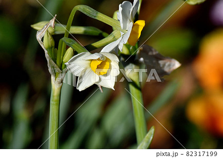 三鷹中原に咲く白いスイセン(ラッパスイセン)の花 82317199