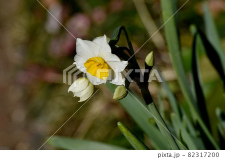 三鷹中原に咲く白いスイセン(ラッパスイセン)の花 82317200