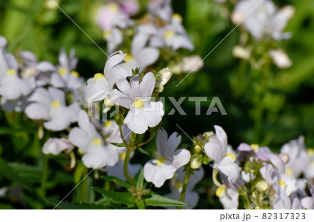 三鷹中原に咲く白いリナリア(ヒメキンギョソウ)の花 三鷹中原に咲く白いリナリア(ヒメキンギョソウ)の花 82317323