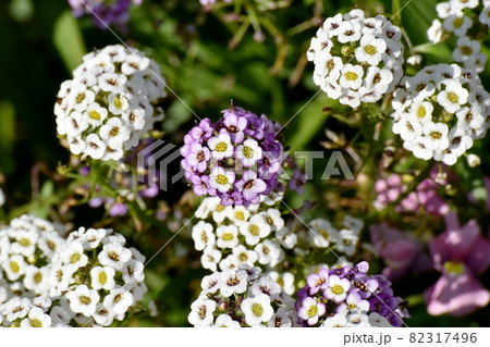 三鷹中原に咲く淡い紫色のアリッサム(ニワナズナ)の花 三鷹中原に咲く淡い紫色のアリッサム(ニワナズナ)の花 82317496