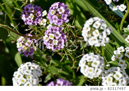 三鷹中原に咲く淡い紫色のアリッサム(ニワナズナ)の花 82317497