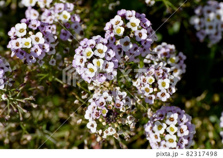 三鷹中原に咲く淡い紫色のアリッサム(ニワナズナ)の花 三鷹中原に咲く淡い紫色のアリッサム(ニワナズナ)の花 82317498