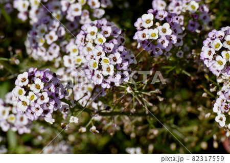 三鷹中原に咲く淡い紫色のアリッサム(ニワナズナ)の花 82317559