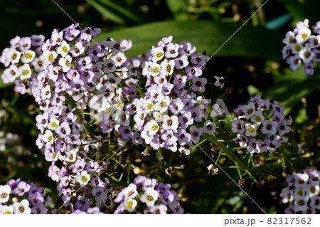 三鷹中原に咲く淡い紫色のアリッサム(ニワナズナ)の花 三鷹中原に咲く淡い紫色のアリッサム(ニワナズナ)の花 82317562