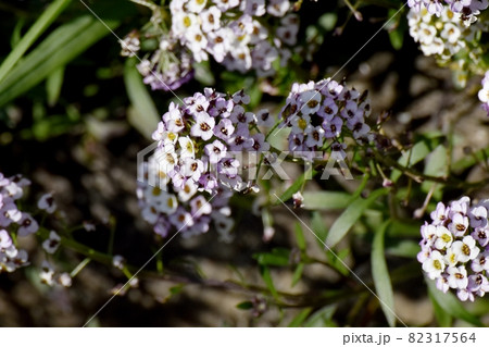 三鷹中原に咲く淡い紫色のアリッサム(ニワナズナ)の花 82317564