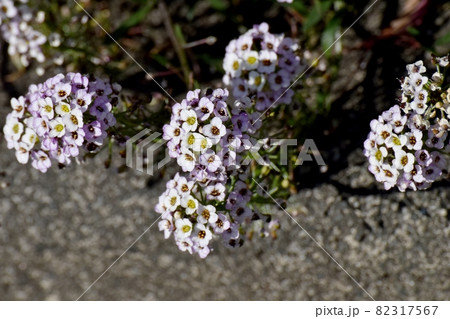 三鷹中原に咲く淡い紫色のアリッサム(ニワナズナ)の花 82317567