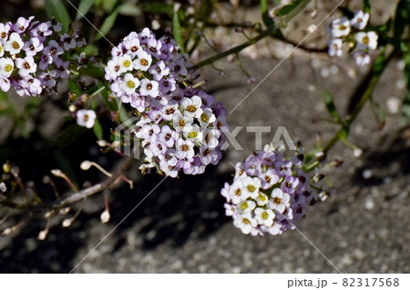 三鷹中原に咲く淡い紫色のアリッサム(ニワナズナ)の花 82317568