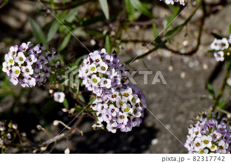 三鷹中原に咲く淡い紫色のアリッサム(ニワナズナ)の花 82317742