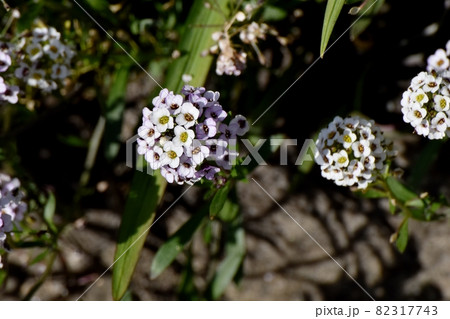 三鷹中原に咲く淡い紫色のアリッサム(ニワナズナ)の花 82317743