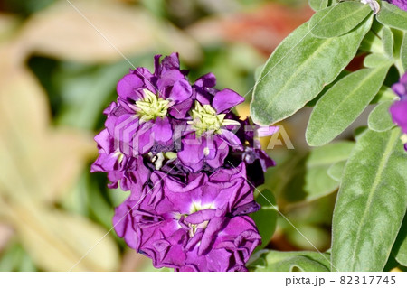 三鷹中原に咲く紫色のストックの花 三鷹中原に咲く紫色のストックの花 82317745