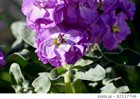 三鷹中原に咲く紫色のストックの花 三鷹中原に咲く紫色のストックの花 82317746