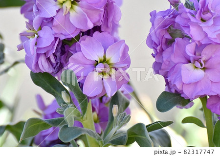 三鷹中原に咲く紫色のストックの花 三鷹中原に咲く紫色のストックの花 82317747