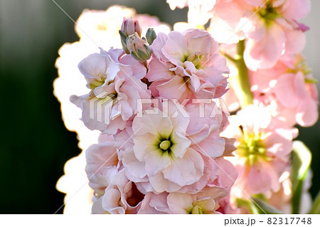 三鷹中原に咲く淡いベージュのストックの花 82317748