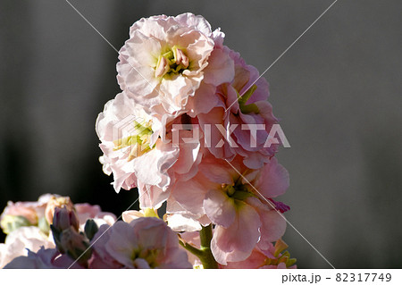 三鷹中原に咲く淡いベージュのストックの花 三鷹中原に咲く淡いベージュのストックの花 82317749