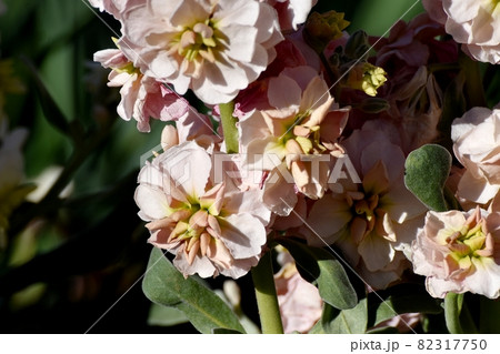 三鷹中原に咲く淡いベージュのストックの花 82317750