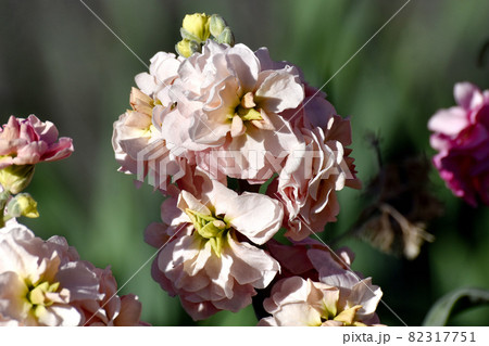 三鷹中原に咲く淡いベージュのストックの花 82317751