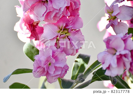 三鷹中原に咲くピンクのストックの花 三鷹中原に咲くピンクのストックの花 82317778