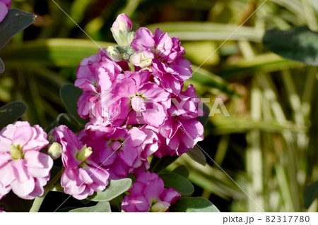 三鷹中原に咲くピンクのストックの花 82317780