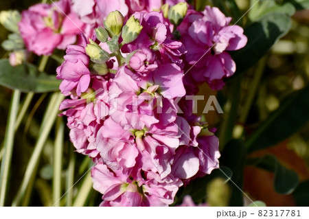 三鷹中原に咲くピンクのストックの花 82317781