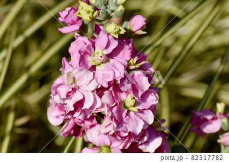 三鷹中原に咲くピンクのストックの花 三鷹中原に咲くピンクのストックの花 82317782