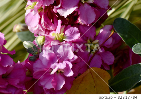 三鷹中原に咲くピンクのストックの花 三鷹中原に咲くピンクのストックの花 82317784