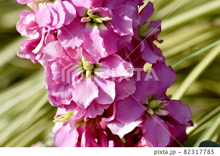 三鷹中原に咲くピンクのストックの花 三鷹中原に咲くピンクのストックの花 82317785